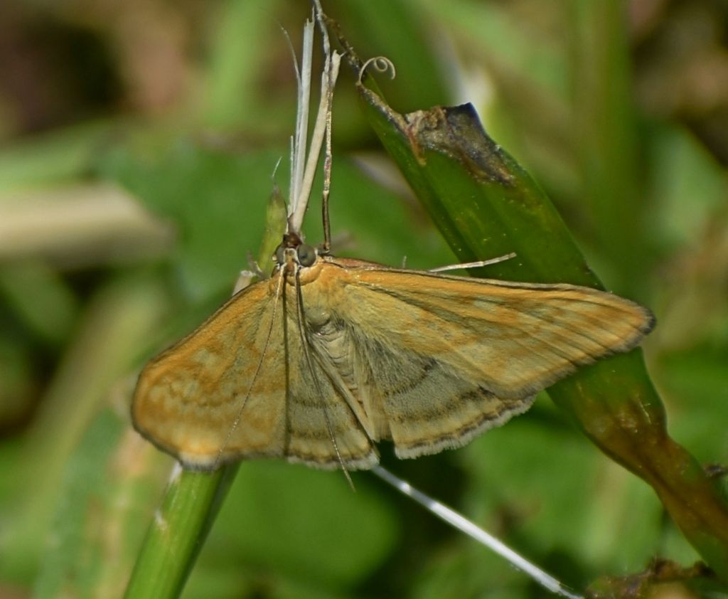 Sitochroa verticalis? S